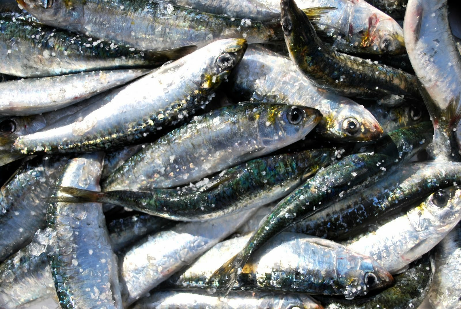 sardinhas-frescas-11